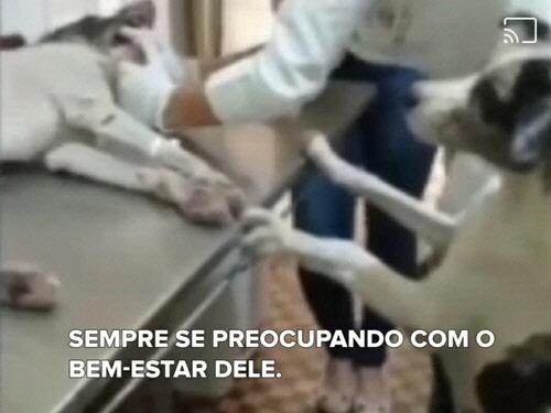 "친구야 빨리 일어나" 치료받는 친구 옆에서 안타까워하는 개 [아도타 페이스북 캡처]